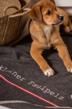 Haustierdecke Kleiner Faulpelz -Berühmtes Bademoden Geschäft 2600250218anthrazitANTH 13650 Zoomify2Front 1000x1500 15